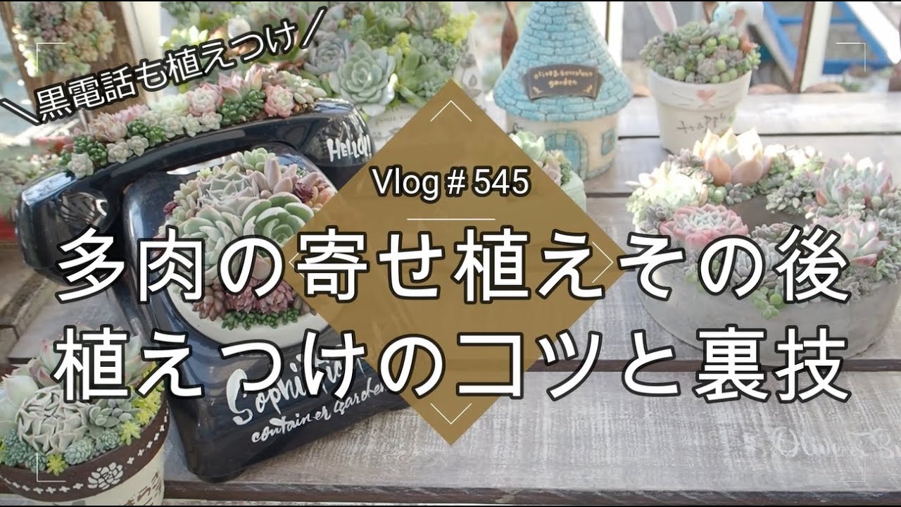 Vlog545] [Succulents] After the succulent planting 💕 Tips and