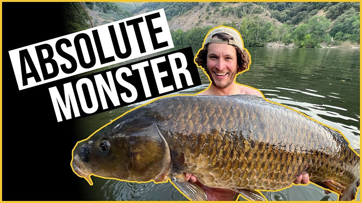 MONSTER CARP! Big french fish.