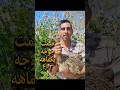 پرورش شتر مرغ و قیمت جوجه یکماهه در نیمه اول سال ۱۴۰۳ 