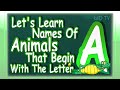 Animals Names In English That Begin With The Letter A | Learn Animals Names With Pictures | kidO TV