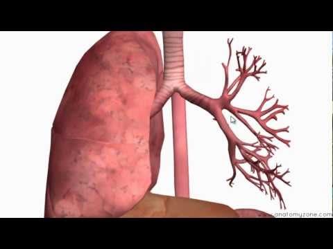 Video: Bronchi Of The Chest Diagram & Function - Kroppskart