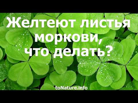 Желтеют листья моркови, что делать?