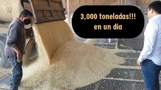 Almacenamiento y manejo de grano de maíz. Cultivo de maíz , reciba de cosecha temporada 2020