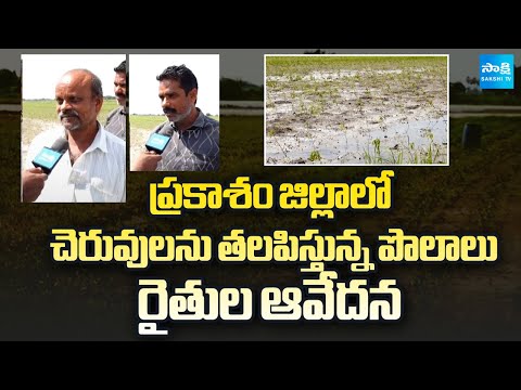 Farmers Reaction on Cyclone Montha Effect in Prakasam District | Chandrababu | Sakshi TV - SAKSHITV