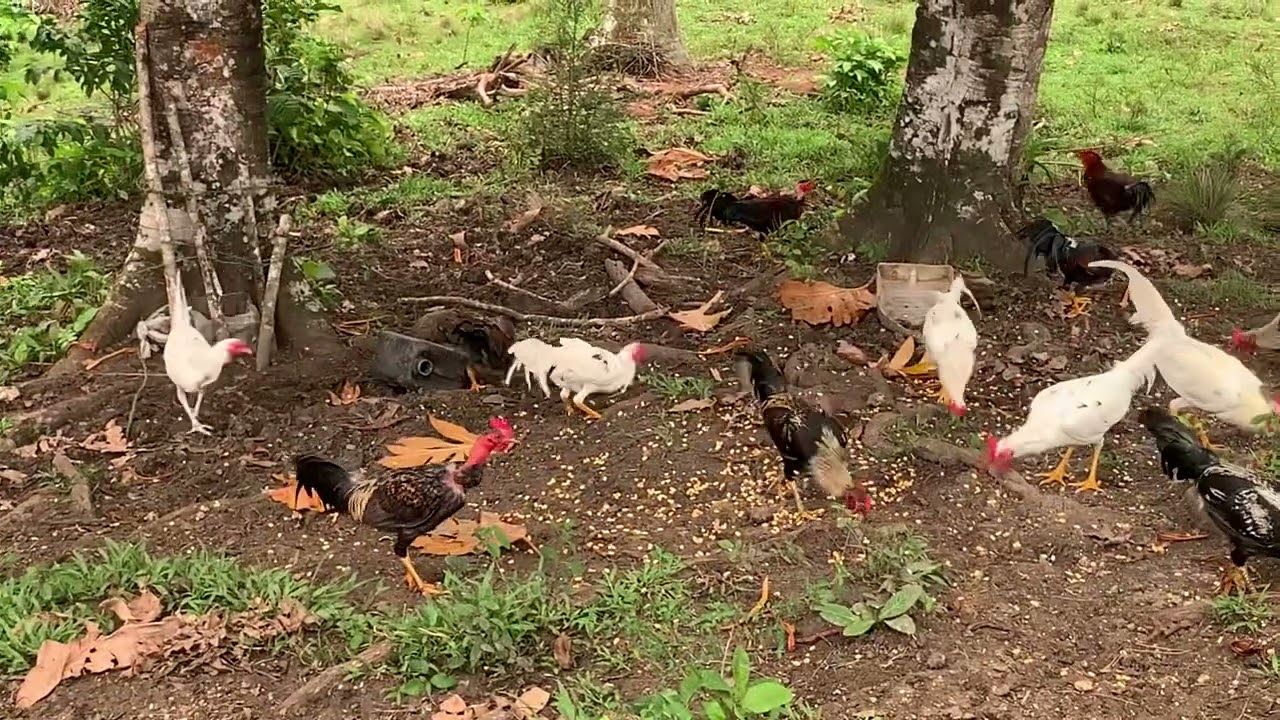 Visitando Los macheros de hacienda Siri 🐓🍀🇩🇴