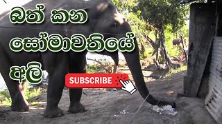 Wild elephants eat rice at Somawathiya National park