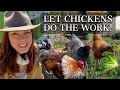 Using chickens in the garden   a new omlet eglu coop part 1