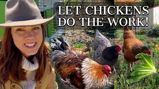 Using Chickens in the Garden &  A New Omlet Eglu Coop: Part 1