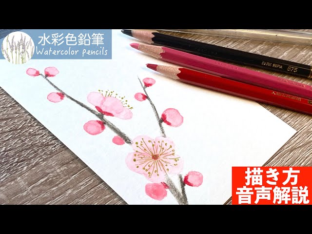 Watercolor Pencils] How to Draw Plum Blossoms #Beginner