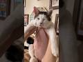 寝起き5秒の猫