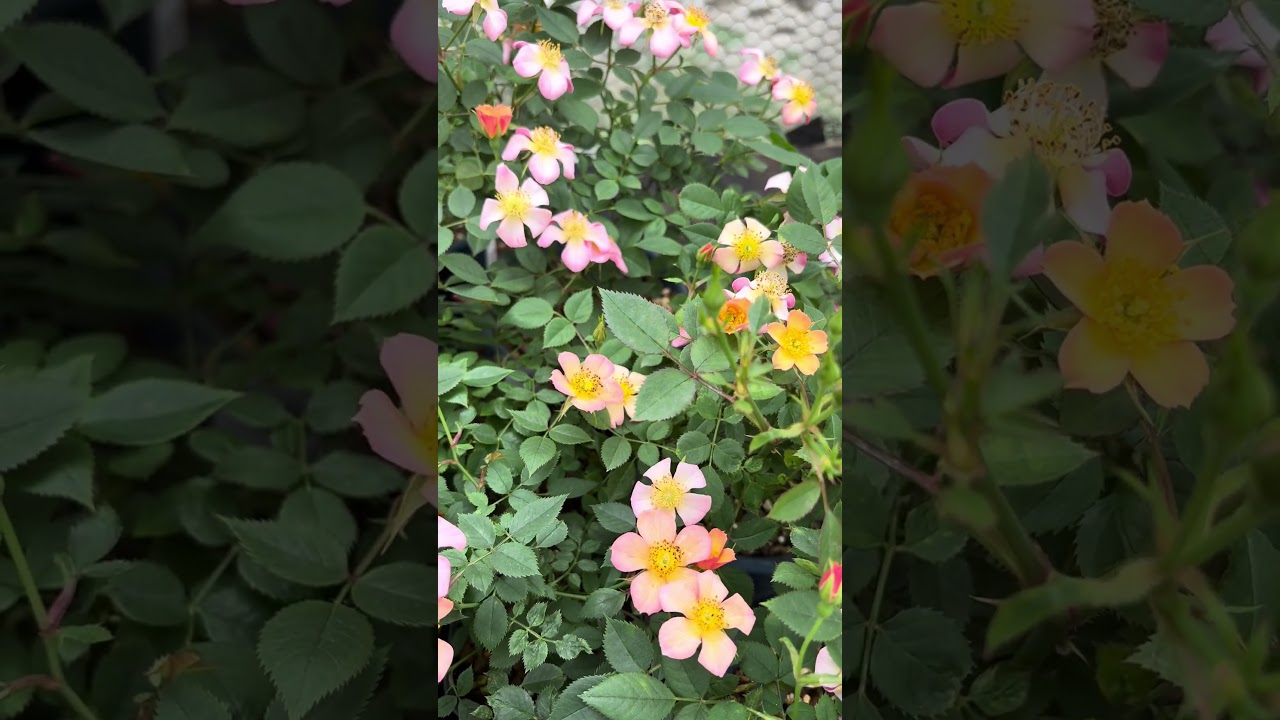 Star's Eye (Micro Mini Rose) - YouTube