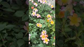 Star's Eye (Micro Mini Rose) - YouTube