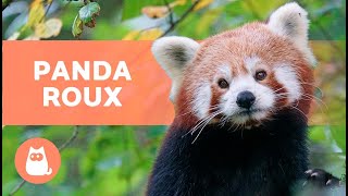 Le Panda Roux Caractéristiques Habitat Et Alimentation