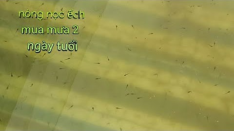 nòng nọc mùa mưa 2 ngày tuổi,