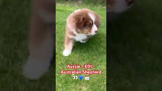 EDI - Australian Shepherd 👀 💙 📩 #puppy #australianshepherd #owczarekaustralijski #aussie