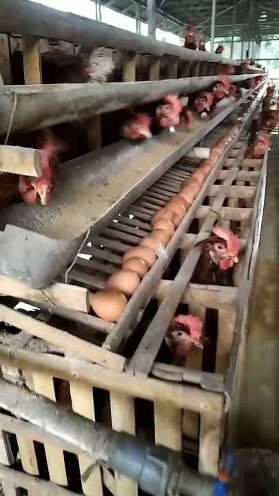 budidaya ayam petelur#shortsvideo