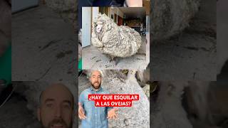 ¿Qué pasa si no se Esquilan las Ovejas?