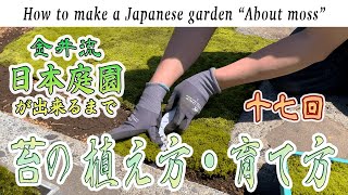 [2章-7]日本庭園造り十七回！「苔の植え方・育て方」金井流日本庭園ができるまで！