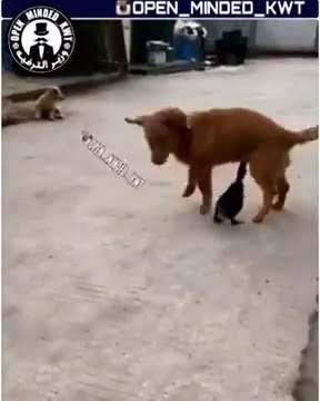 Bebek dan anjing memegang titid