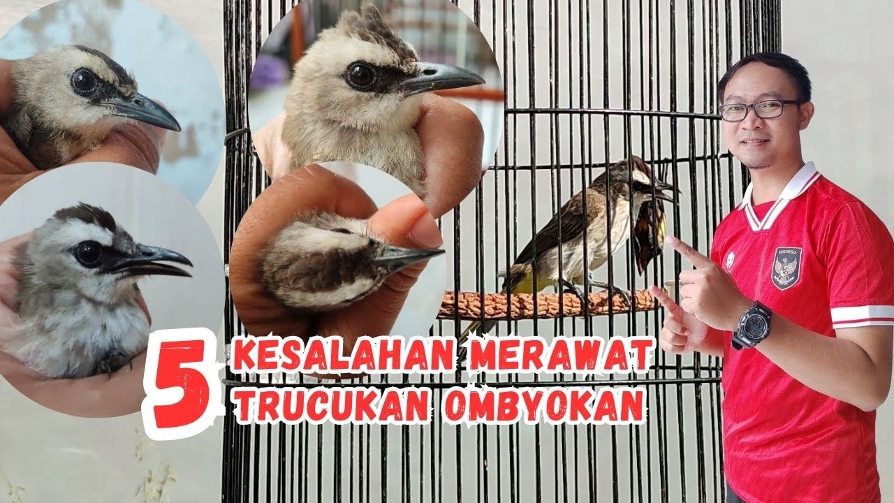 PANTAS SAJA TRUCUKAN OMBYOK TIDAK MAU GACOR DAN ROPEL, CEK KESALAHANNYA BUAT PEMULA!