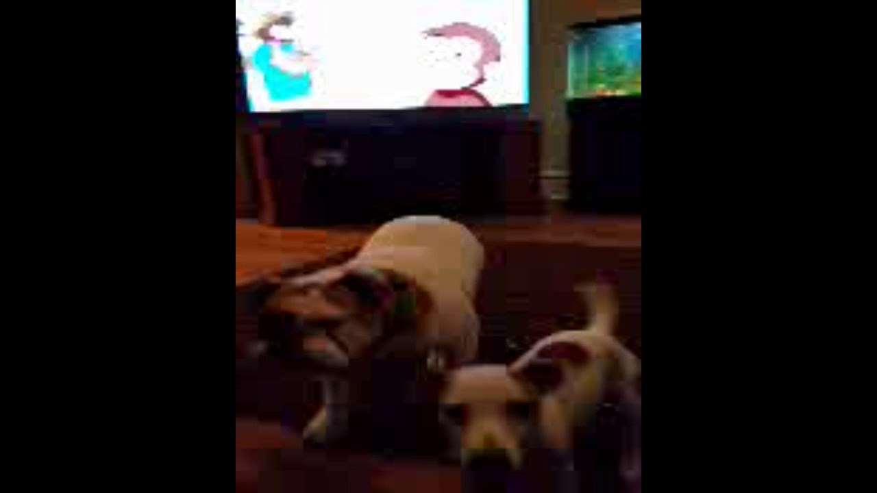 Lucy the loveable English bulldog playing with odin her jack Russel.