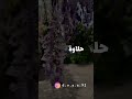 متى اشوفك اشوفك يا قلبي اطمن 