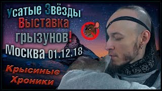 Крысы | Выставка грызунов "Усатые Звёзды"! (Москва, Сокольники - 01.12.18) Крысы | Выставка грызунов "Усатые Звёзды"! (Москва, Сокольники - 01.12.18)
