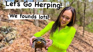 We Found Herps! All Sorts of Rare Creatures Today! Turtles, Vernals & More!