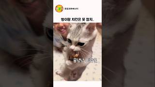 고양이도 빵이랑 치킨은 못참지