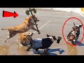 जानवरों के ऐसे कारनामे देखकर आपके भी तोते उड़ जायेंगे |Best Funny Animal Moments Caught on Camera 33