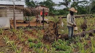 Opération du processus de fertilisation des ananas en plantation : les engrais aux aisselles