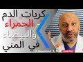 كريات الدم الحمراء والبيضاء في السائل المنوي 