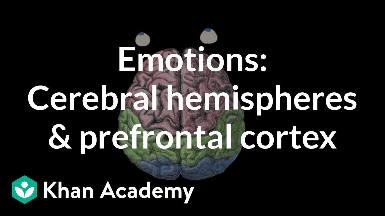 Does The Frontal Lobe Control Emotions?