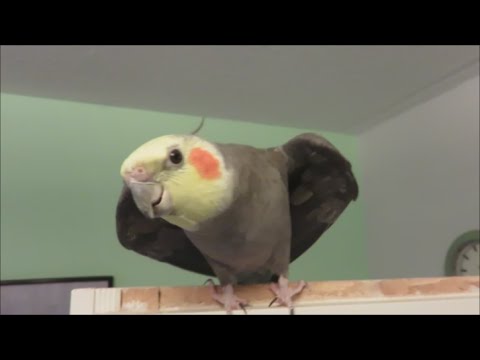 More babbling and whistling from our cockatiel