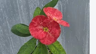 Taylant millileri satışta 💐05066598226