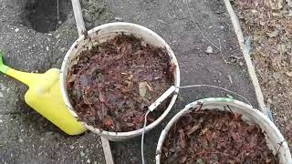 картинка: бутерброд из помета и органики