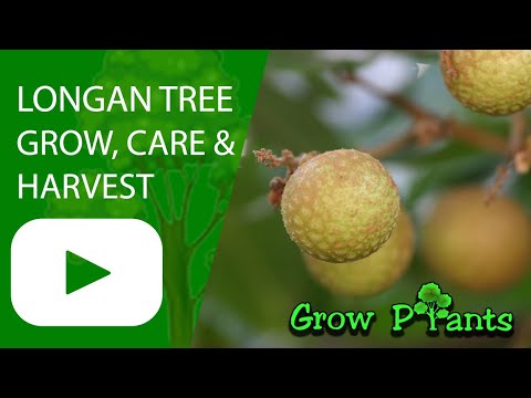 Longan tree – grow, care & harvest (Like lychee but different)