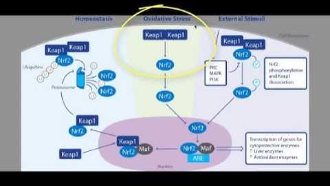 The Mechanisms of Nrf2 activation diagrammatically explained
