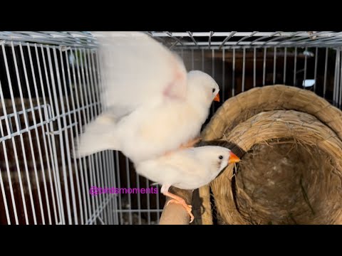 White zebra finch mating 2