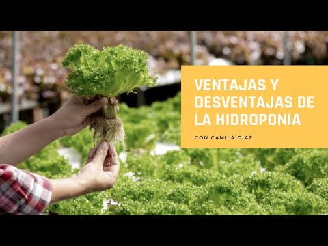 Video: Beneficios Del Uso De Hidroponía