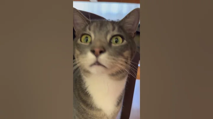 Video 11295031: cats kitten catlover pets, catlover pets cats animal, kitten catlover pets funny, kitten miss