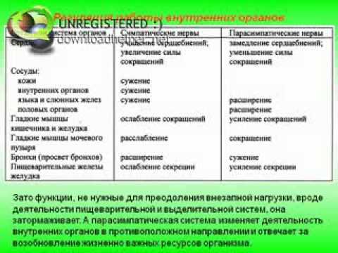 Биология 8 класс автономный отдел нервной системы. Автономный отдел нервной системы 8 класс биология.