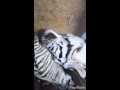 Tiger Cam:Tiger cub plays while mum tries to sleep