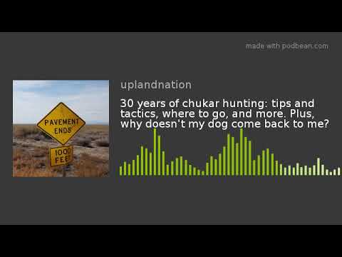 Video: Wie groß werden Chukars?