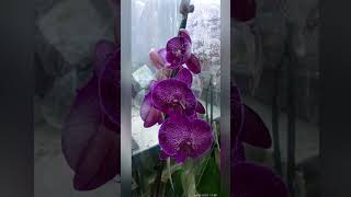 флора хобби,