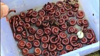Catch Over 100 Red Millipede Worms Just in 15 Minutes