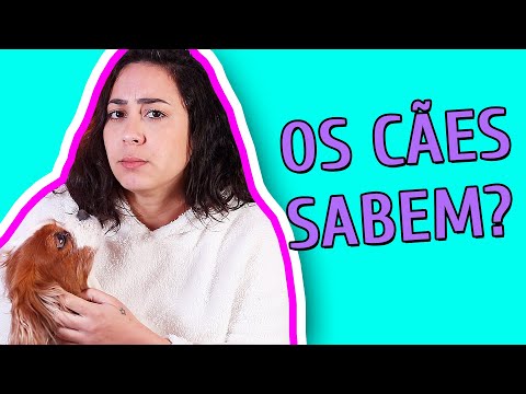 Vídeo: Os cães podem sentir pessoas 