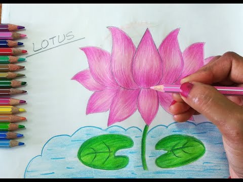 Video: Ce culoare are un lotus?