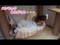生後6ヶ月の子猫にキャットタワーをプレゼントしたら、付いていたハンモックで寝る姿が尊すぎました