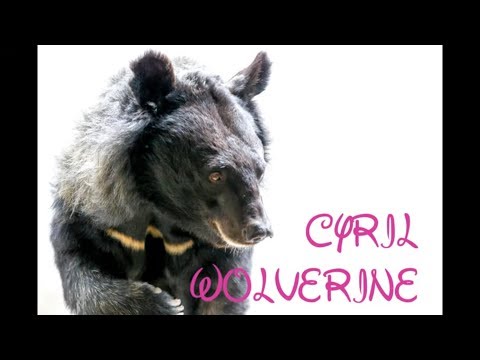 Cyril (Wolverine) - Rick Wakeman and Animals Asia
